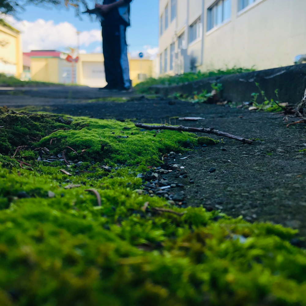 道端の苔